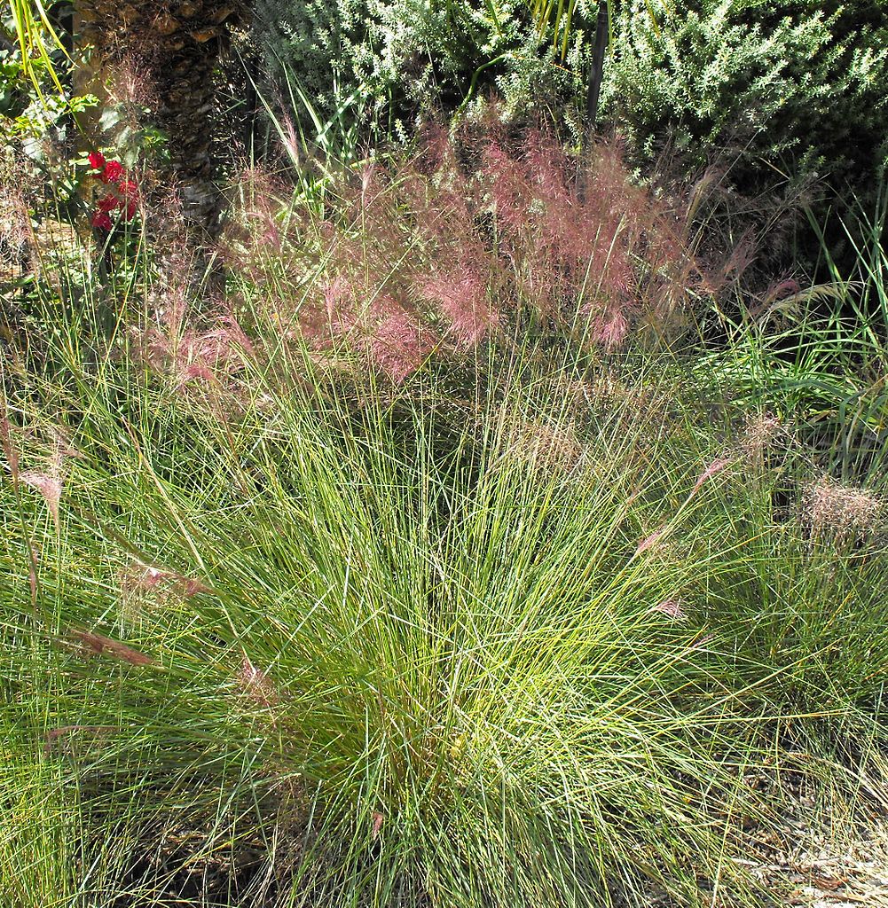 Muhlenbergia capillaris Pink Muhly Grass Samen