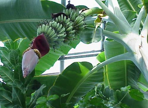 Musa balbisiana cv sikkimensis Darjeeling Banane winterhart Samen