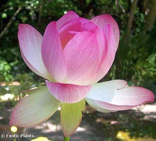 Nelumbo nucifera loto sagrado o loto indio semillas