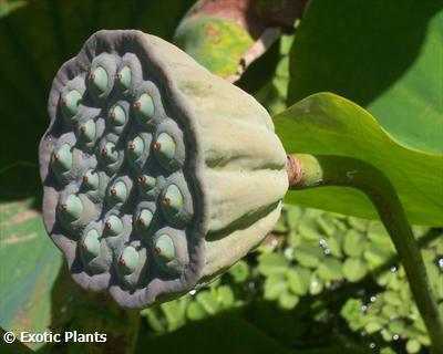 Nelumbo nucifera loto sagrado o loto indio semillas