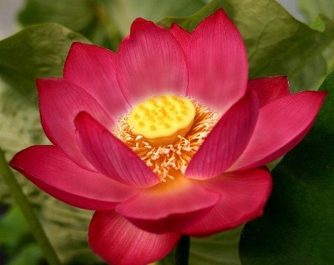 Direktimport aus Indien Nelumbo nucifera Samen indische Lotus Blume 