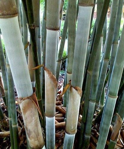Neosinocalamus affinis bamboo tracant graines