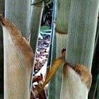 Neosinocalamus affinis bamboo tracant graines