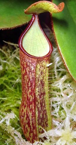 Nepenthes albomarginata brown speckle var. giant Kannenpflanze Samen