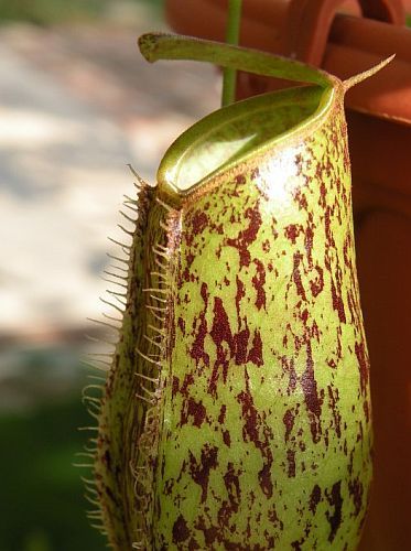 Nepenthes ampullaria brown speckle green lips Kannenpflanze Samen