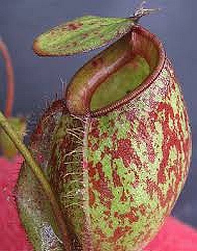 Nepenthes ampullaria red green lips Plantas jarro, Planta de copa de mono semillas