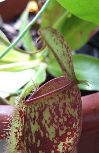 Nepenthes ampullaria red spotting Plantas jarro, Planta de copa de mono semillas