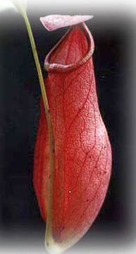 Nepenthes anamensis planta lanzadora semillas
