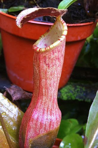 Nepenthes eustachya Pianta carnivora semi