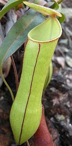 Nepenthes gracilis Plantas jarro, Planta de copa de mono semillas