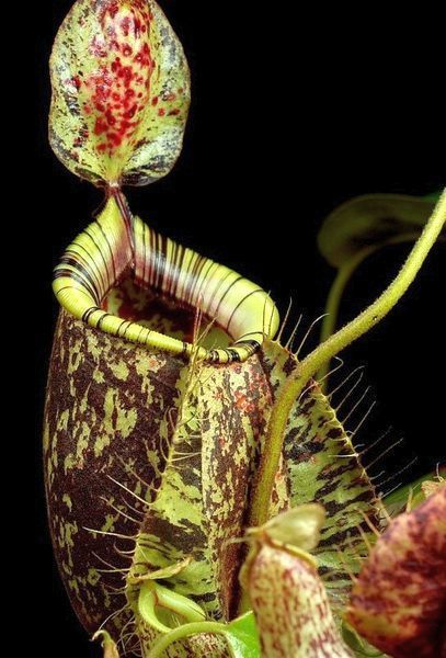 Nepenthes hookeriana planta lanzadora semillas