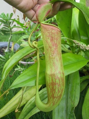Nepenthes khasiana Kannenpflanze Samen
