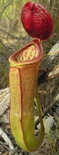 Nepenthes mirabilis Kannenpflanze Samen