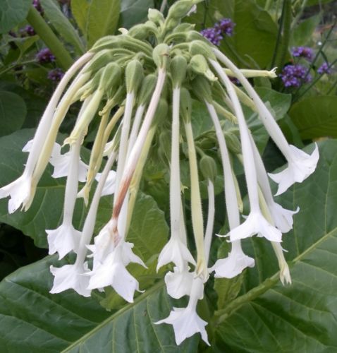 Nicotiana White Trumpets Tabac Blanc Trompettes graines