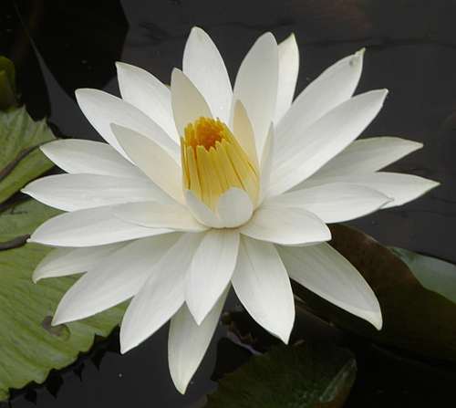 Nymphaea juno white  Lotus blanc graines