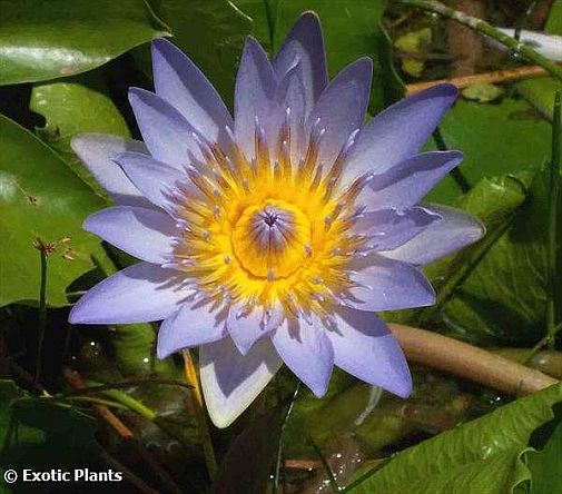 Nymphaea nouchali caerulea Blauer Lotus Samen