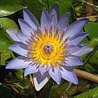 Nymphaea nouchali caerulea Blauer Lotus Samen