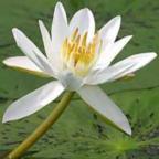 Nymphaea pubescens Wasserpflanze - Aquariumpflanze Samen