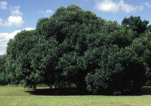Olea europaea ssp africana Olivo u Olivera semillas