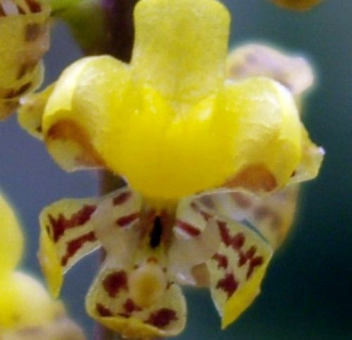 Oncidium pumilum orquídea semillas