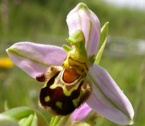 Ophrys apifera  semi