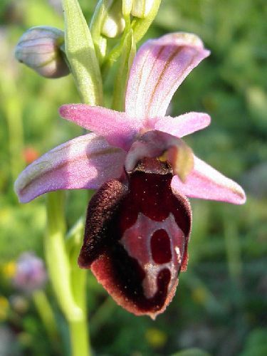 Ophrys ferrum-equinum Pferdeschuh Ophyrs Samen