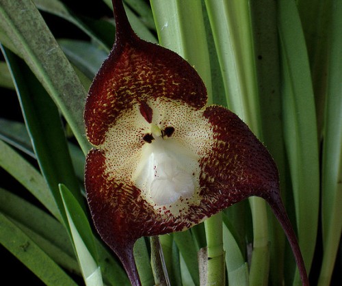 Orchid Monkey Face Dark Purple Affengesicht Orchidee dunkelviolett Samen