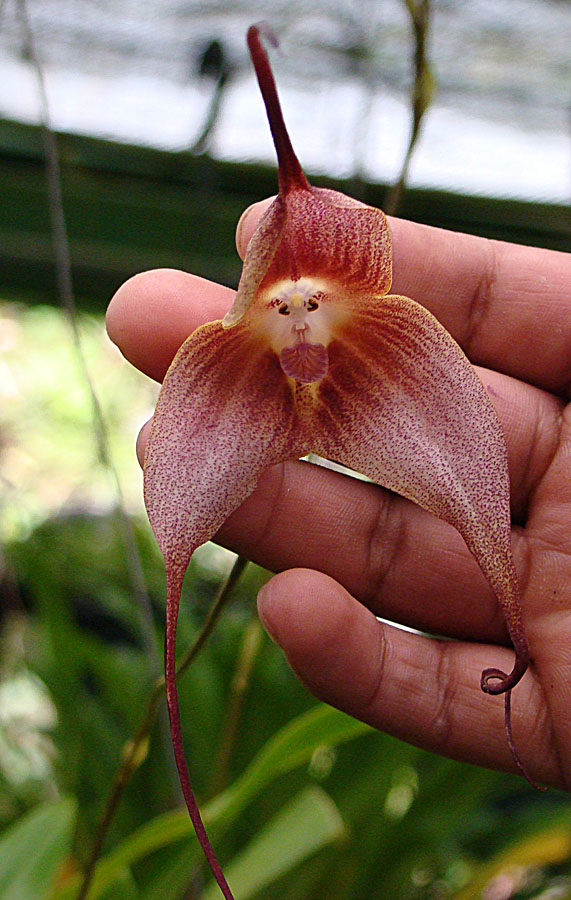 Orchid Monkey Face Large Face Orquídea cara de mono cara grande semillas
