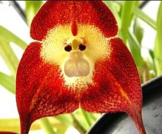 Orchid Monkey Face Red Orquídea cara de mono roja semillas