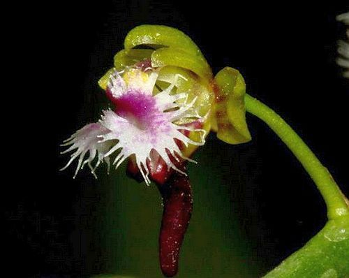 Ornithochilus difformis Himalaya lèvre oiseau orchidée graines