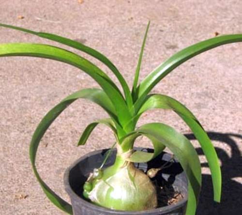 Ornithogalum longibracteatum Chincherinchee semi