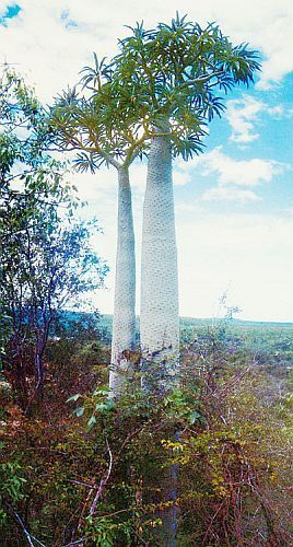 Pachypodium geayi palmier de Madagascar graines