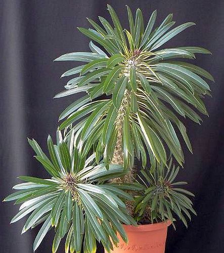 Pachypodium lamerei Madagascar palma semi