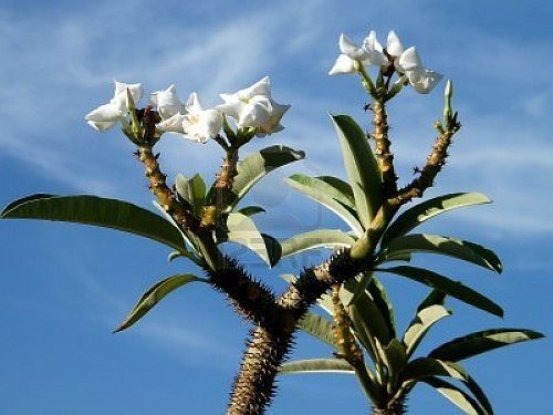 Pachypodium rutenbergianum palmier de Madagascar graines
