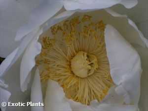 Paeonia lactiflora Cinese Peonia semi