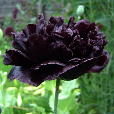 Papaver paeoniflorum Black Peony Pavot Noir à Fleurs de Pivoine graines