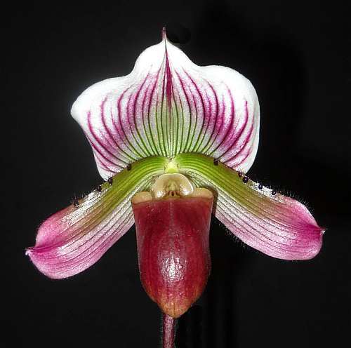 Paphiopedilum callosum Frauenschuh-Orchidee Samen