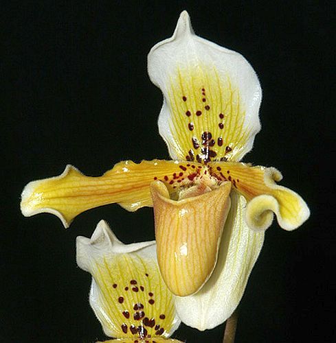 Paphiopedilum exul orchidea semi