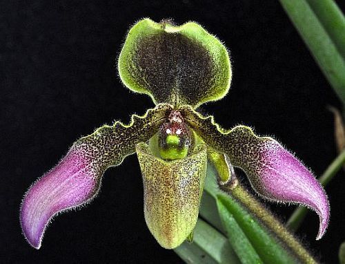 Paphiopedilum hirsutissimum orquídea semillas
