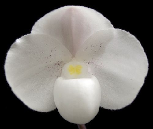 Paphiopedilum niveum orchidea semi