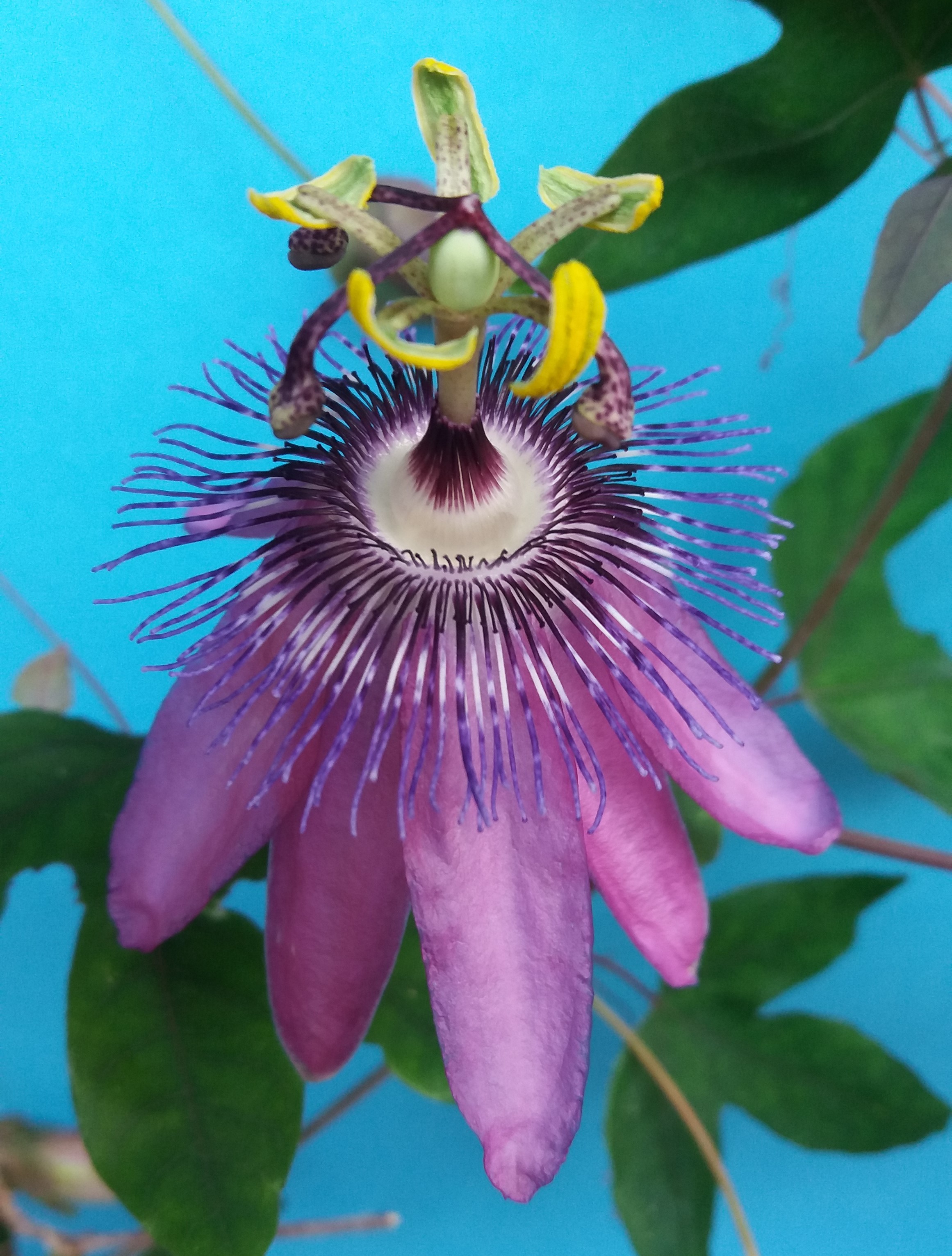 Passiflora ambigua  semillas