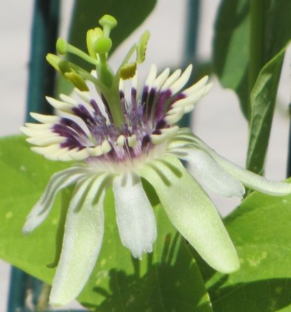 Passiflora colinvauxii Grenadille - Granadilla - Fruit de la Passion graines