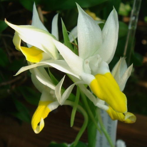 Pecteilis sagarikii Enten Orchidee Samen