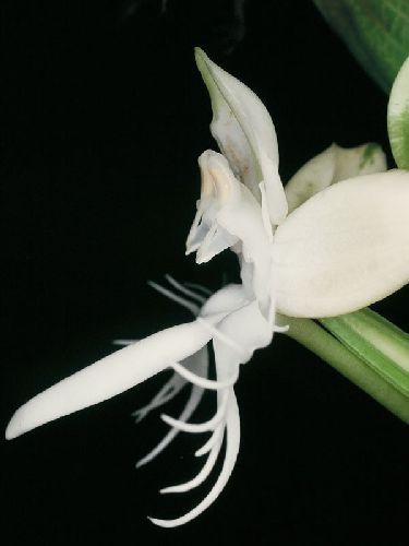 Pecteilis susannae orchidées graines