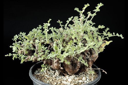 Pelargonium carnosum 3 graines plante à caudex 