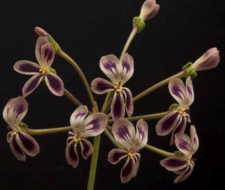 Pelargonium anethifolium Geraniaceae graines