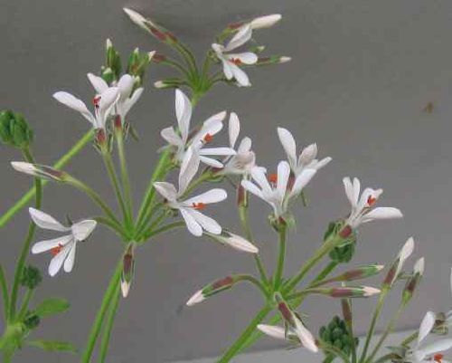 Pelargonium campestre plante caudex graines