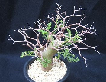 Pelargonium crithmifolium geranio semi