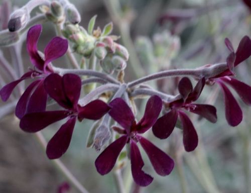 Pelargonium sidoides Südafrikanische Kapland-Pelargonie Samen