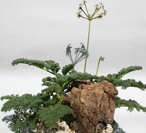 Pelargonium triste noche perfumada geranio semillas